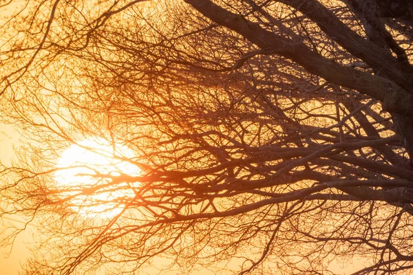 El sol poniente brillando entre los árboles en el bosque — Foto de Stock