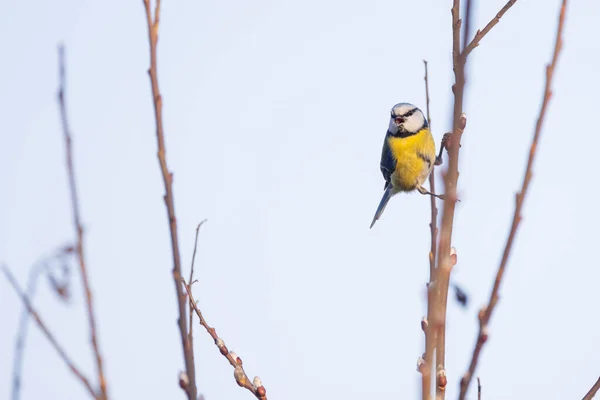 Eurasian Blue Tit, or Cyanistes caeruleus, is one of the most beautiful songbirds in the world. — Stock Photo, Image