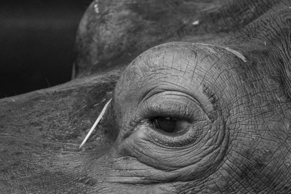 Close-up van de nijlpaarden ogen, Hippopotamus drijvend op het water. Dieren en natuur. — Stockfoto