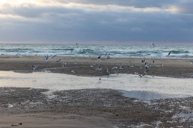 Deniz kıyısındaki martıların manzarası..