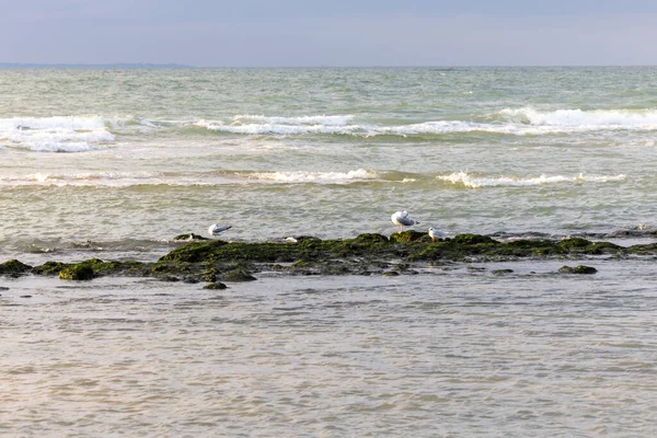 Green sea moss, algae and crustaceans on a seashore rock