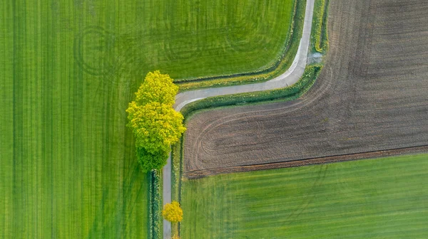 Aerial view drone shot of fresh green field in Spring near Brecht by Antwerp, Belgium with curvy road between fields — Stok fotoğraf