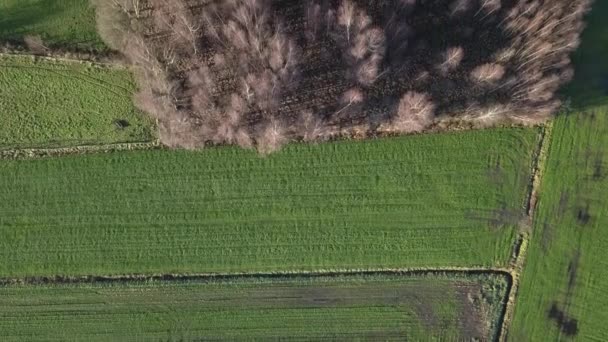 Воздушные полеты над полем частично с лесами и деревьями и частично после сбора урожая — стоковое видео