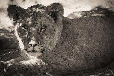  Serengeti Ulusal Parkı, Tanzanya 'da dişi aslan Panthera Leo' nun siyah beyaz portresi