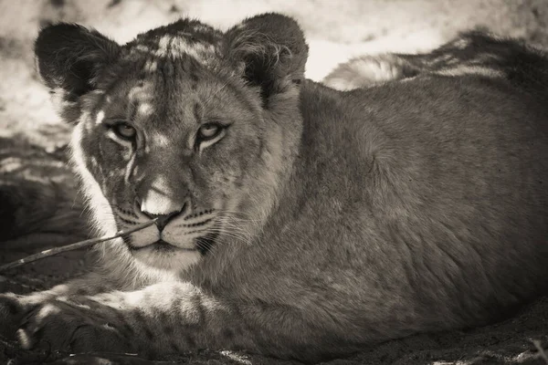 Black and white portrait of a lioness, panthera leo, in the Serengeti National Park, Tanzania — Stock Photo, Image