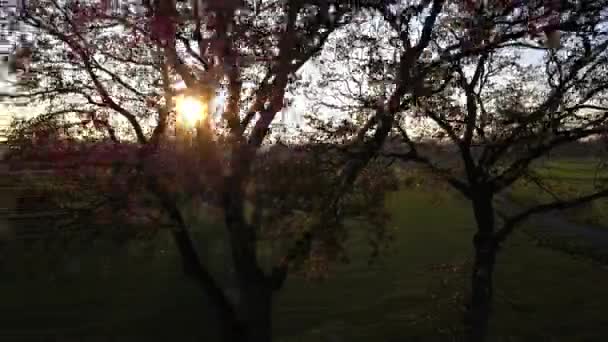 Zdjęcie lotnicze rzędu drzew na polu o zachodzie słońca — Wideo stockowe