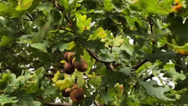Sluneční paprsky prosvítají zelenými listy dubu. Žaludy na větvích stromů — Stock video