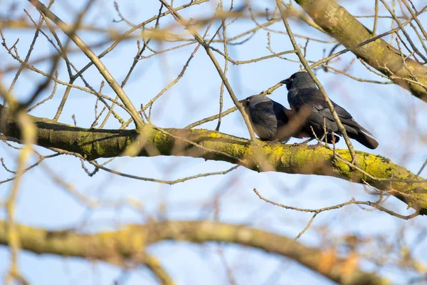 유라시아 Jackdaw, Corvus monedula, 부부 가지에 앉아 — 스톡 사진