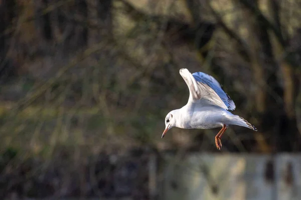 Portret van een meeuw in vlucht op een natuurlijke achtergrond — Stockfoto