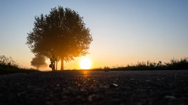 Siluetas de un árbol durante un hermoso amanecer mágico o puesta de sol contra un cielo azul profundo. —  Fotos de Stock