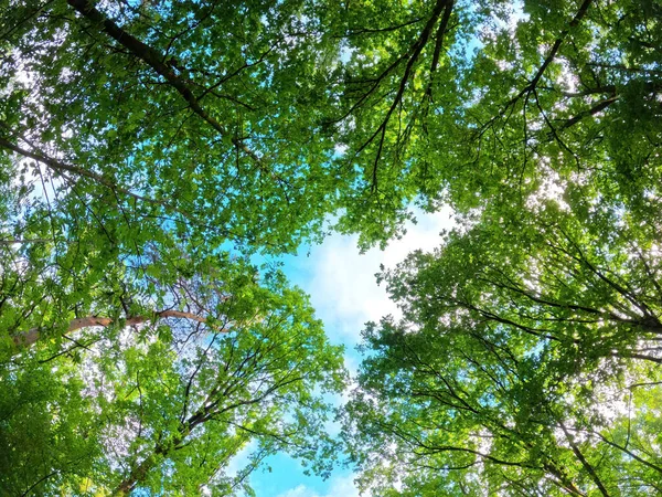 Alberi Fiore Verde Trovano Cerchio Nel Parco San Pietroburgo Foto — Foto Stock