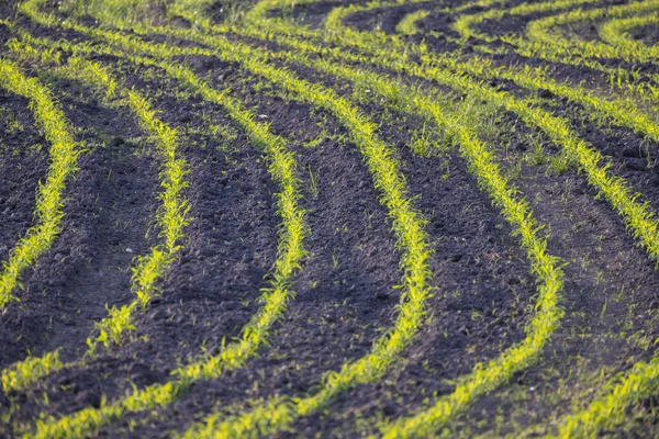 Terreno Agricolo Con Filari Giovani Germogli Mais Campo Grano Paesaggio — Foto Stock