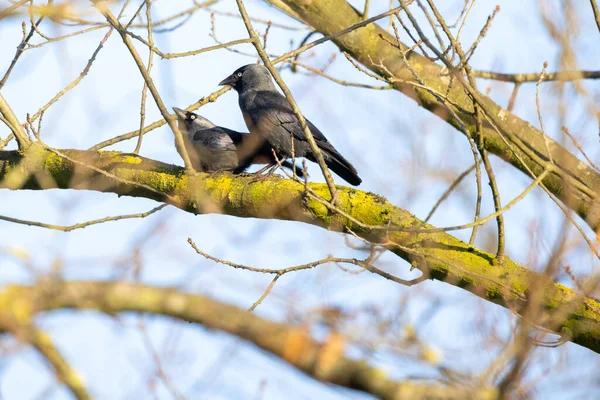 유라시아 Jackdaw Corvus Monedula 부부가 나뭇가지에 있습니다 고품질 — 스톡 사진