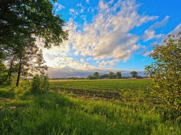 Summer Landscape Green Farm Field Forest Distance Blue Sky Fluffy — Stock Photo, Image
