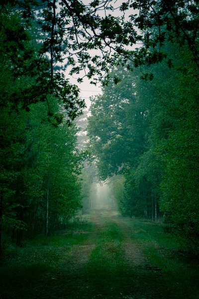 Walkway Lane Path With Green Trees in a foggy Forest. Beautiful Alley In Park. Pathway Way Through Dark Forest. High quality photo