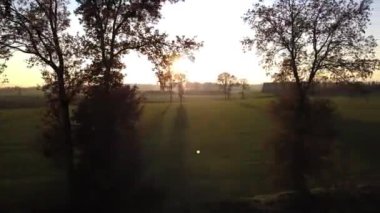 Sunset 'teki bir tarladaki ağaçların hava görüntüsü. Yüksek kalite 4k görüntü