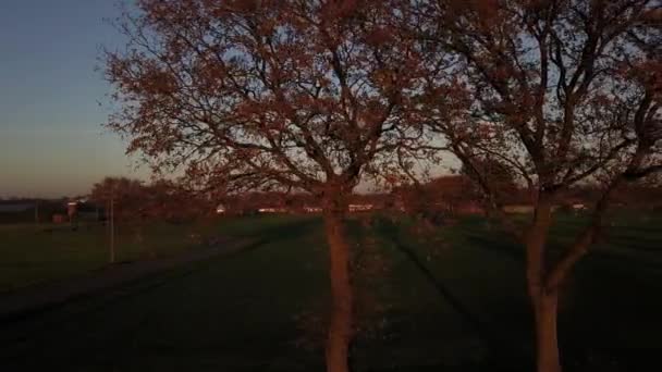 Zdjęcie Lotu Ptaka Rzędu Drzew Polu Zachodzie Słońca Wysokiej Jakości — Wideo stockowe