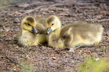 İki Kanada Kaz Yavrusu, Branta Kanadensis, ya da yerde dinlenen yavrular. Yüksek kalite fotoğraf