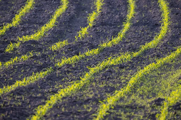 Farm Field Rows Young Corn Shoots Cornfield Rural Countryside Landscape — Stock Photo, Image