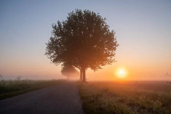 霧の朝に背景に深い太陽と花や農場のフィールド上の木と春の風光明媚な田園風景 高品質の写真 — ストック写真