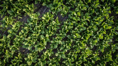 Hava görüntüsü dronu, yeşil lahana mahsullerinin yakın plan çekimini üstten görüyor. Lahana tarlasının arka planında. Yüksek kalite fotoğraf