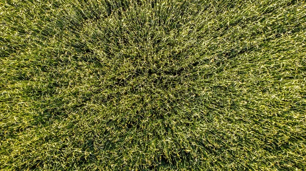 Aerial view drone shot Close-up of green and golden wheat ears on field, top view. Backdrop of ripening ears of yellow wheat field. High quality photo