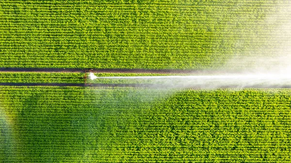 Aerial View Drone Potato Field Being Irrigated Gigantic Powerful Irrigation — Stock Photo, Image