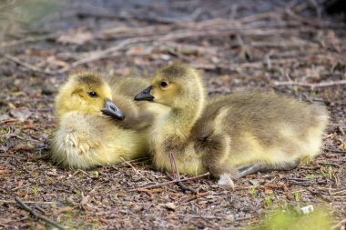 İki Kanada Kaz Yavrusu, Branta Kanadensis, ya da yerde dinlenen yavrular. Yüksek kalite fotoğraf