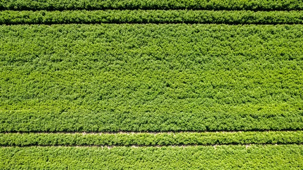Vista Aérea Drone Alto Até Camas Verde Amadurecendo Arbustos Batatas — Fotografia de Stock