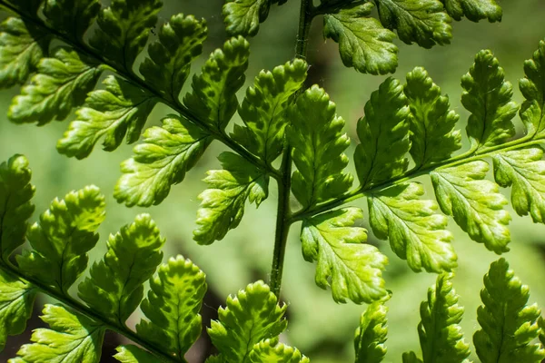 Огромные Листья Папоротника Зеленая Листва Естественный Цветочный Фон Солнечном Свете — стоковое фото