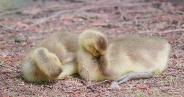 İki Kanada Kaz Yavrusu, Branta Kanadensis, ya da yerde dinlenen yavrular. Yüksek kalite 4k görüntü