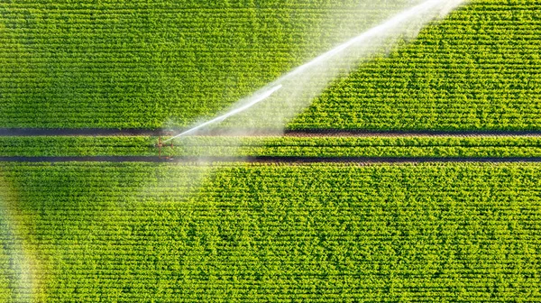 Aerial View Drone Farm Field Being Irrigated Gigantic Powerful Irrigation — Φωτογραφία Αρχείου