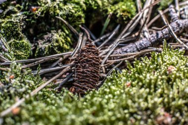 Ormanda koni, yosun üzerinde çam kozalağı. Topaklar, yosunlar ve iğneler ormanda kozalaklı odun, yerde çam kozalakları ve çimenler. Yüksek kalite fotoğraf