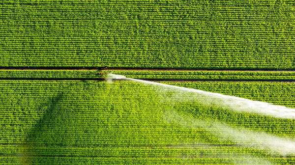 Aerial View Drone Farm Field Being Irrigated Gigantic Powerful Irrigation — Stockfoto
