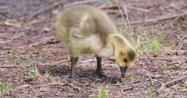 Baby Canada Goose Branta Canadensis Gosling Searching Food Ground High — стоковое видео