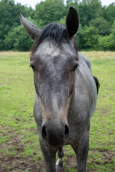 Headshot Grey Horse Natural Green Background High Quality Photo — Stock Photo, Image
