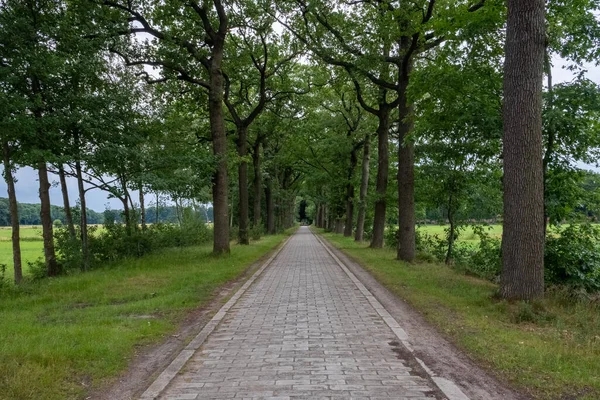 June 25Th 2022 Westmalle Belgium View Road Trees Abbey Westmalle — Stock Photo, Image