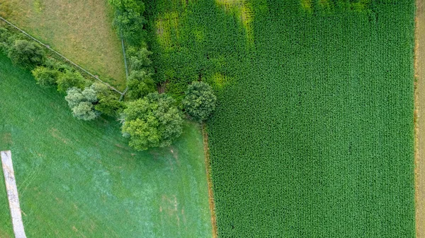 Aerial View Drone Shot Fresh Green Field Spring Turnhout Antwerp — Stock Photo, Image