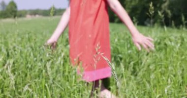 Human females hand moving through green field of the grass. Womans hand touching a young wheat in the wheat field while sunset. Girls hand touching wheat during sunny summer day. High quality 4k