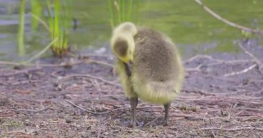 Bebek Kanada Kaz Kaz 'ı, Branta Kanadensis, ya da yerde yiyecek arayan Gosling' ler. Yüksek kalite 4k görüntü