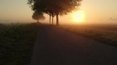 Avrupa, Belçika 'da vahşi ormanlarla çevrili güzel yeşil ve sarı tarımsal tarımın insansız hava aracı çekimi altın güneş ışınları ile yeşilin üzerinde sihirli bir battaniye oluşturur.