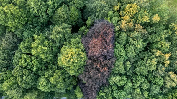 Orman Havası Manzaralı Bir Yaz Karışık Orman Yeşil Yaprak Döken — Stok fotoğraf