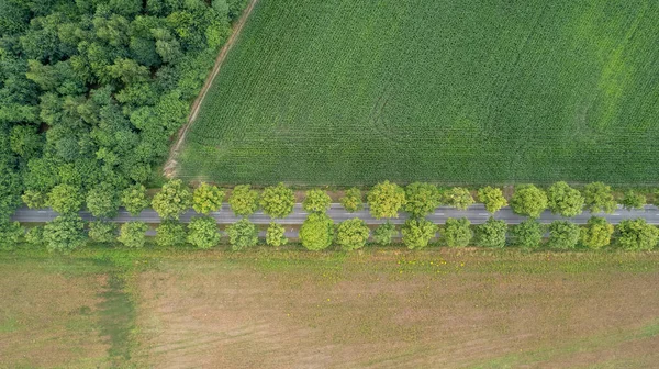 Aerial View Drone Shot Fresh Green Field Spring Turnhout Antwerp — 스톡 사진