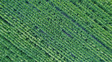 Yeşil mısır sapları ve püsküllerinden oluşan mısır tarlası mısır bitkilerinin üzerinde hava aracı resmi. Yüksek kalite fotoğraf