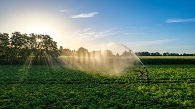 Aerial view by a drone of an agricultural field being irrigated by a gigantic and powerful irrigation system. High quality photo