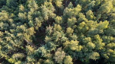 Aerial view of green summer forest with spruce and pine trees in Belgium, Europe, shot by a drone above the treetops. High quality photo