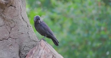Avrasya ya da Batı Jackdaw, Corvus monedula, arka planda odak yeşilliği olmadan şarkı söylerken ve etrafa bakarken bir dalda oturuyorlar. Yüksek kalite 4k görüntü