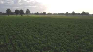 Mısırlı tarlanın hava görüntüsü Drone bakış açısıyla akşam güneşinin batışı. Hava, kırsal arazinin üzerinde büyüyen mısır tarlası sabah güneşiyle birlikte uçuş. Cornfield üzerinde uçuş. Rüzgar Dalgası