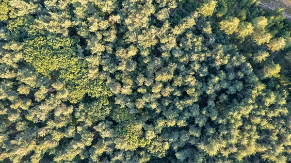 Aerial View Green Summer Forest Spruce Pine Trees Belgium Europe — Stok fotoğraf