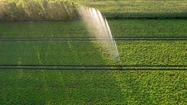 Aerial View Drone Agriculture Field Being Irrigated Gigantic Powerful Irrigation — Fotografia de Stock